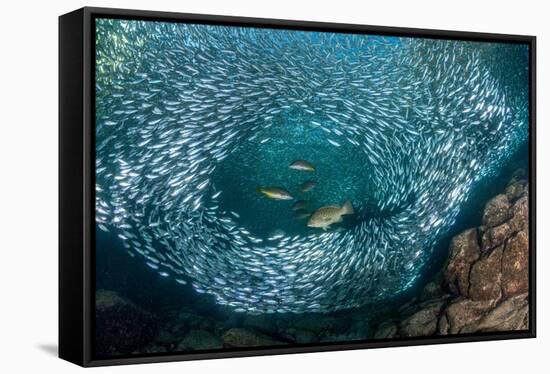 Leopard grouper and Dentex hunting a huge school of Sardines-Franco Banfi-Framed Stretched Canvas