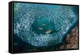 Leopard grouper and Dentex hunting a huge school of Sardines-Franco Banfi-Framed Stretched Canvas