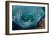 Leopard grouper and Dentex hunting a huge school of Sardines-Franco Banfi-Framed Photographic Print