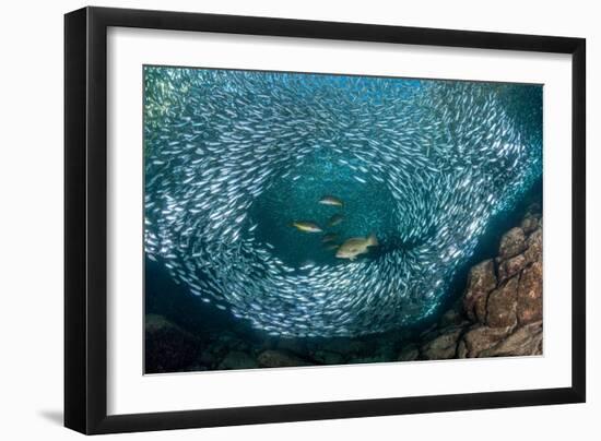 Leopard grouper and Dentex hunting a huge school of Sardines-Franco Banfi-Framed Photographic Print