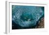 Leopard grouper and Dentex hunting a huge school of Sardines-Franco Banfi-Framed Photographic Print