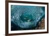 Leopard grouper and Dentex hunting a huge school of Sardines-Franco Banfi-Framed Photographic Print