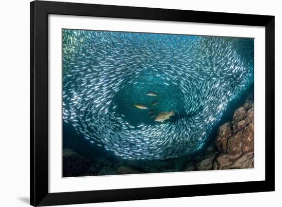 Leopard grouper and Dentex hunting a huge school of Sardines-Franco Banfi-Framed Photographic Print
