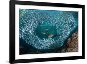 Leopard grouper and Dentex hunting a huge school of Sardines-Franco Banfi-Framed Photographic Print