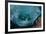 Leopard grouper and Dentex hunting a huge school of Sardines-Franco Banfi-Framed Photographic Print