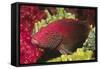 Leopard Grouper-Hal Beral-Framed Stretched Canvas