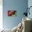 Leopard Grouper-Hal Beral-Stretched Canvas displayed on a wall