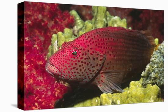 Leopard Grouper-Hal Beral-Stretched Canvas