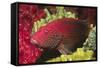 Leopard Grouper-Hal Beral-Framed Stretched Canvas