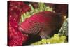 Leopard Grouper-Hal Beral-Stretched Canvas