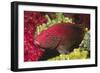 Leopard Grouper-Hal Beral-Framed Photographic Print