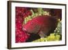 Leopard Grouper-Hal Beral-Framed Photographic Print