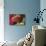 Leopard Grouper-Hal Beral-Mounted Photographic Print displayed on a wall