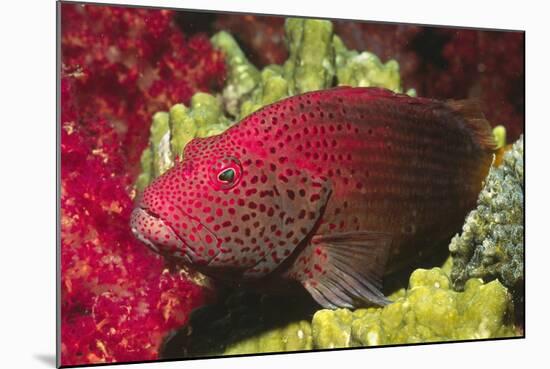 Leopard Grouper-Hal Beral-Mounted Photographic Print