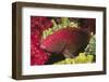 Leopard Grouper-Hal Beral-Framed Photographic Print