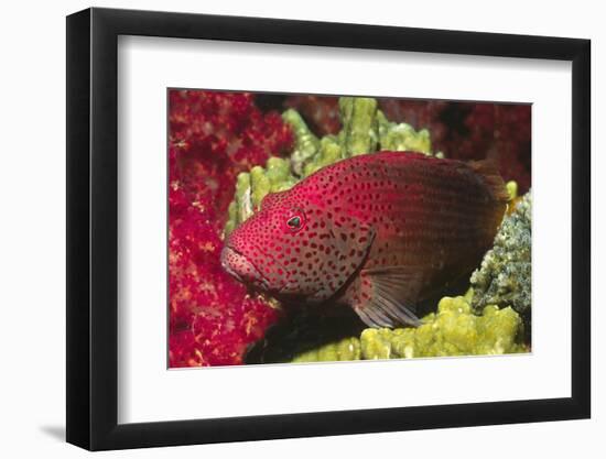 Leopard Grouper-Hal Beral-Framed Photographic Print