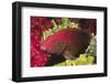 Leopard Grouper-Hal Beral-Framed Photographic Print