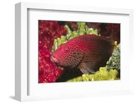 Leopard Grouper-Hal Beral-Framed Photographic Print