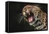 Leopard Growling-DLILLC-Framed Stretched Canvas