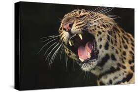 Leopard Growling-DLILLC-Stretched Canvas