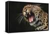 Leopard Growling-DLILLC-Framed Stretched Canvas