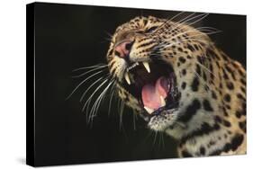 Leopard Growling-DLILLC-Stretched Canvas