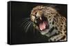 Leopard Growling-DLILLC-Framed Stretched Canvas