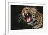 Leopard Growling-DLILLC-Framed Photographic Print