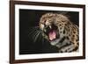 Leopard Growling-DLILLC-Framed Photographic Print