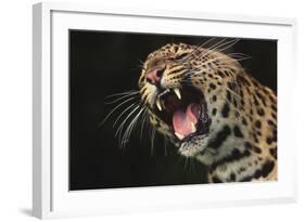 Leopard Growling-DLILLC-Framed Photographic Print