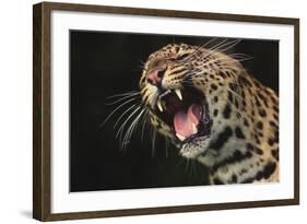 Leopard Growling-DLILLC-Framed Photographic Print