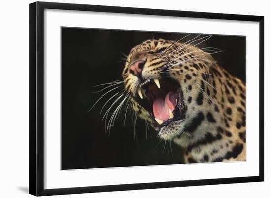 Leopard Growling-DLILLC-Framed Photographic Print