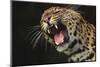 Leopard Growling-DLILLC-Mounted Photographic Print