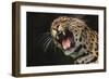 Leopard Growling-DLILLC-Framed Photographic Print