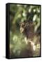 Leopard Hidden by Leaves-DLILLC-Framed Stretched Canvas