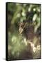 Leopard Hidden by Leaves-DLILLC-Framed Stretched Canvas