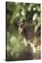 Leopard Hidden by Leaves-DLILLC-Stretched Canvas