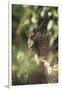 Leopard Hidden by Leaves-DLILLC-Framed Photographic Print