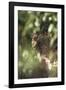 Leopard Hidden by Leaves-DLILLC-Framed Photographic Print