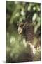 Leopard Hidden by Leaves-DLILLC-Mounted Photographic Print