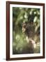 Leopard Hidden by Leaves-DLILLC-Framed Photographic Print