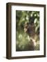 Leopard Hidden by Leaves-DLILLC-Framed Photographic Print