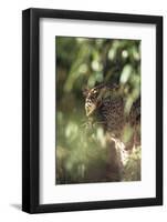 Leopard Hidden by Leaves-DLILLC-Framed Photographic Print