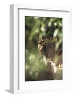 Leopard Hidden by Leaves-DLILLC-Framed Photographic Print
