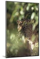 Leopard Hidden by Leaves-DLILLC-Mounted Photographic Print