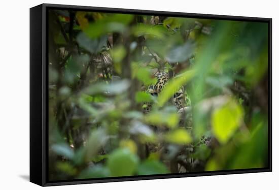 leopard hiding in dense foliage, bardia national park, nepal-karine aigner-Framed Stretched Canvas