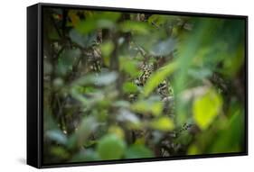 leopard hiding in dense foliage, bardia national park, nepal-karine aigner-Framed Stretched Canvas