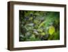 leopard hiding in dense foliage, bardia national park, nepal-karine aigner-Framed Photographic Print