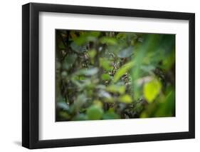 leopard hiding in dense foliage, bardia national park, nepal-karine aigner-Framed Photographic Print