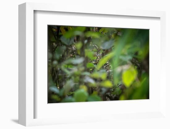 leopard hiding in dense foliage, bardia national park, nepal-karine aigner-Framed Photographic Print